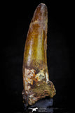 20806 - Well Preserved 3.00 Inch Spinosaurus Dinosaur Tooth Cretaceous