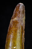 20806 - Well Preserved 3.00 Inch Spinosaurus Dinosaur Tooth Cretaceous