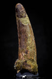 20806 - Well Preserved 3.00 Inch Spinosaurus Dinosaur Tooth Cretaceous