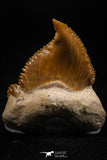 06147 - Super Rare Pathologically Deformed 1.53 Inch Palaeocarcharodon orientalis (Pygmy white Shark) Tooth