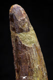 20806 - Well Preserved 3.00 Inch Spinosaurus Dinosaur Tooth Cretaceous