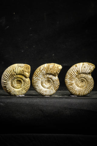 22227 - Great Collection of 2 Perisphinctes virguloides Late Jurassic Ammonite - Madagascar