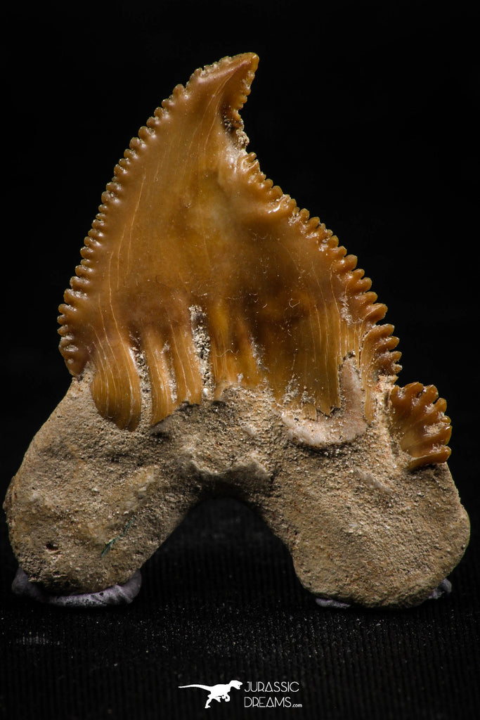06147 - Super Rare Pathologically Deformed 1.53 Inch Palaeocarcharodon orientalis (Pygmy white Shark) Tooth