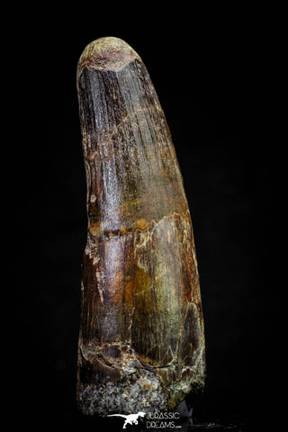 20807 - Well Preserved 3.08 Inch Spinosaurus Dinosaur Tooth Cretaceous