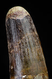 20807 - Well Preserved 3.08 Inch Spinosaurus Dinosaur Tooth Cretaceous