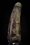 20807 - Well Preserved 3.08 Inch Spinosaurus Dinosaur Tooth Cretaceous