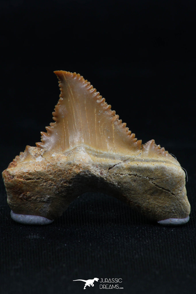 06148 - Super Rare Pathologically Deformed 1.09 Inch Palaeocarcharodon orientalis (Pygmy white Shark) Tooth