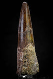 20808 - Well Preserved 2.59 Inch Spinosaurus Dinosaur Tooth Cretaceous