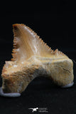 06148 - Super Rare Pathologically Deformed 1.09 Inch Palaeocarcharodon orientalis (Pygmy white Shark) Tooth