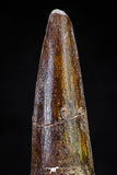20808 - Well Preserved 2.59 Inch Spinosaurus Dinosaur Tooth Cretaceous