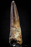 20808 - Well Preserved 2.59 Inch Spinosaurus Dinosaur Tooth Cretaceous