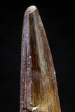 20808 - Well Preserved 2.59 Inch Spinosaurus Dinosaur Tooth Cretaceous