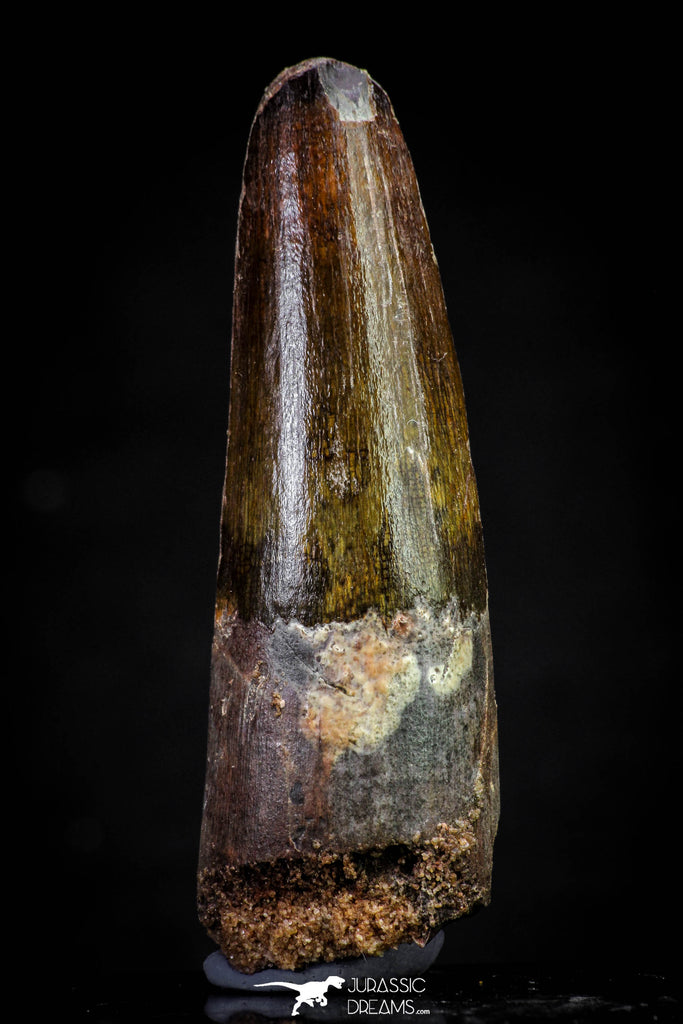 20809 - Well Preserved 2.48 Inch Spinosaurus Dinosaur Tooth Cretaceous