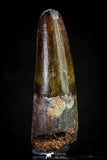 20809 - Well Preserved 2.48 Inch Spinosaurus Dinosaur Tooth Cretaceous