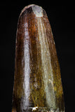 20809 - Well Preserved 2.48 Inch Spinosaurus Dinosaur Tooth Cretaceous
