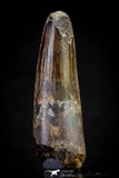 20809 - Well Preserved 2.48 Inch Spinosaurus Dinosaur Tooth Cretaceous