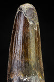 20809 - Well Preserved 2.48 Inch Spinosaurus Dinosaur Tooth Cretaceous