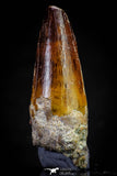 20810 - Well Preserved 2.29 Inch Spinosaurus Dinosaur Tooth Cretaceous