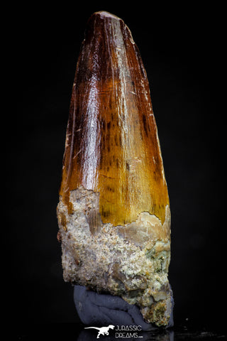 20810 - Well Preserved 2.29 Inch Spinosaurus Dinosaur Tooth Cretaceous