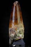 20810 - Well Preserved 2.29 Inch Spinosaurus Dinosaur Tooth Cretaceous