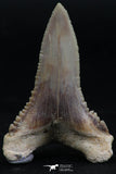 06150 - Top Beautiful 1.72 Inch Palaeocarcharodon orientalis (Pygmy white Shark) Tooth