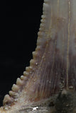 06150 - Top Beautiful 1.72 Inch Palaeocarcharodon orientalis (Pygmy white Shark) Tooth
