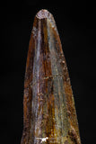 20811 - Well Preserved 2.09 Inch Spinosaurus Dinosaur Tooth Cretaceous
