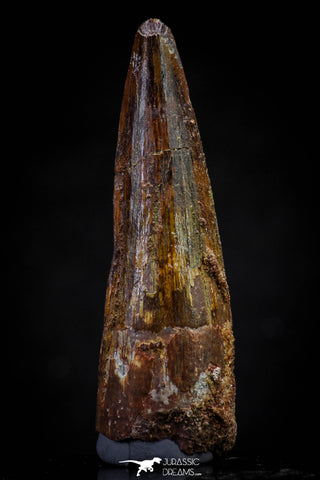 20811 - Well Preserved 2.09 Inch Spinosaurus Dinosaur Tooth Cretaceous