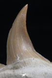 06151 - Super Rare Pathologically Deformed 1.34 Inch Otodus obliquus Shark Tooth