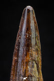 20811 - Well Preserved 2.09 Inch Spinosaurus Dinosaur Tooth Cretaceous