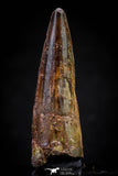 20811 - Well Preserved 2.09 Inch Spinosaurus Dinosaur Tooth Cretaceous