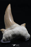 06151 - Super Rare Pathologically Deformed 1.34 Inch Otodus obliquus Shark Tooth