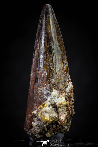 20812 - Well Preserved 1.98 Inch Spinosaurus Dinosaur Tooth Cretaceous