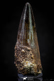20812 - Well Preserved 1.98 Inch Spinosaurus Dinosaur Tooth Cretaceous
