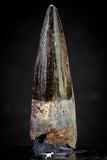 20813 - Well Preserved 1.65 Inch Spinosaurus Dinosaur Tooth Cretaceous