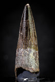 20813 - Well Preserved 1.65 Inch Spinosaurus Dinosaur Tooth Cretaceous