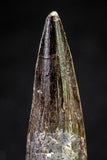 20813 - Well Preserved 1.65 Inch Spinosaurus Dinosaur Tooth Cretaceous