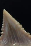 06153 - Small Wire Wrapped 0.83 Inch Palaeocarcharodon orientalis (Pygmy white Shark) Tooth Pendant
