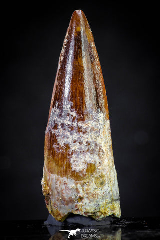 20814 - Well Preserved 1.54 Inch Spinosaurus Dinosaur Tooth Cretaceous
