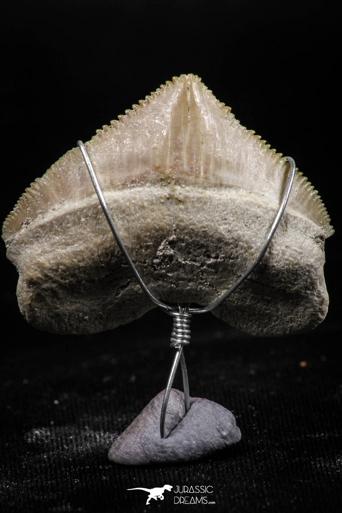 06154 - Small Wire Wrapped 1.04 Inch Squalicorax pristodontus (Crow Shark) Tooth Pendant