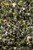 07811 - Slender Grass Green Epidote Crystals on Matrix Imilchil Mine Morocco