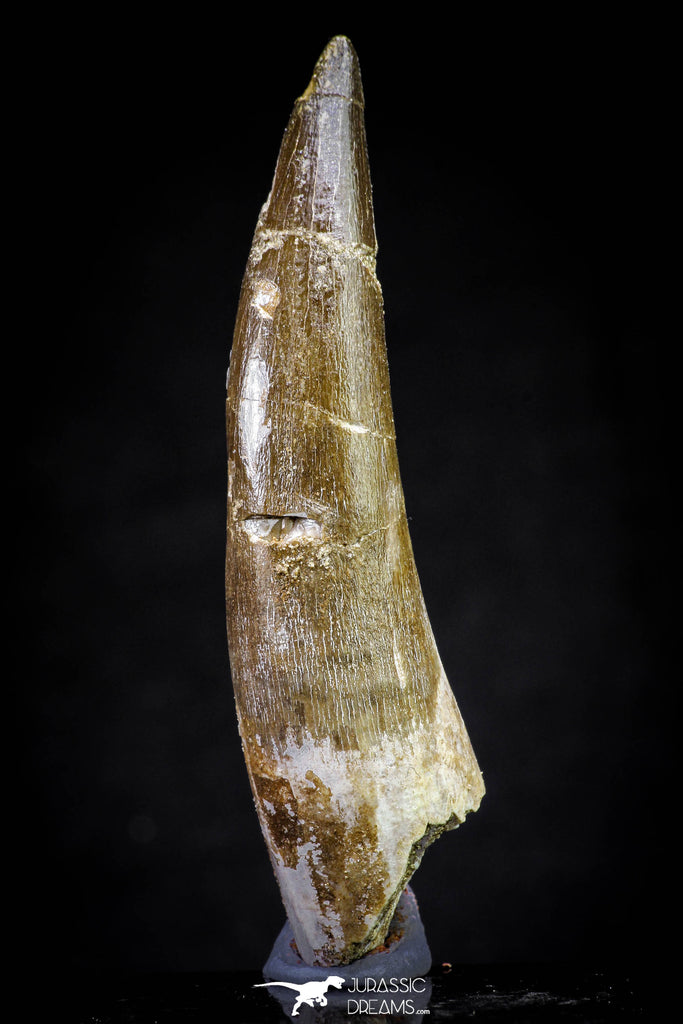 20815 - Nicely Preserved 2.95 Inch Elasmosaur (Zarafasaura oceanis) Tooth