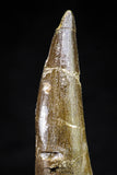 20815 - Nicely Preserved 2.95 Inch Elasmosaur (Zarafasaura oceanis) Tooth