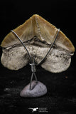 06154 - Small Wire Wrapped 1.04 Inch Squalicorax pristodontus (Crow Shark) Tooth Pendant