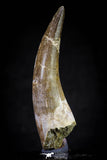 20815 - Nicely Preserved 2.95 Inch Elasmosaur (Zarafasaura oceanis) Tooth
