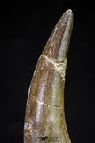 20815 - Nicely Preserved 2.95 Inch Elasmosaur (Zarafasaura oceanis) Tooth