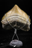 06155 - Small Wire Wrapped 0.94 Inch Squalicorax pristodontus (Crow Shark) Tooth Pendant