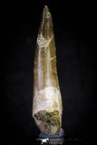 20815 - Nicely Preserved 2.95 Inch Elasmosaur (Zarafasaura oceanis) Tooth