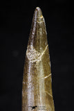 20815 - Nicely Preserved 2.95 Inch Elasmosaur (Zarafasaura oceanis) Tooth
