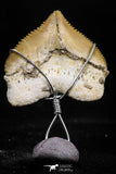 06155 - Small Wire Wrapped 0.94 Inch Squalicorax pristodontus (Crow Shark) Tooth Pendant
